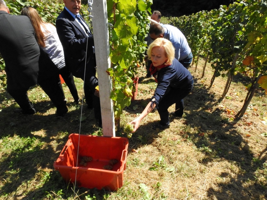 U općini Vidovec održana prva Županijska berba grožđa